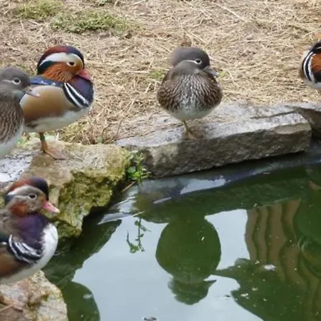 Irene Ludwigschorgast